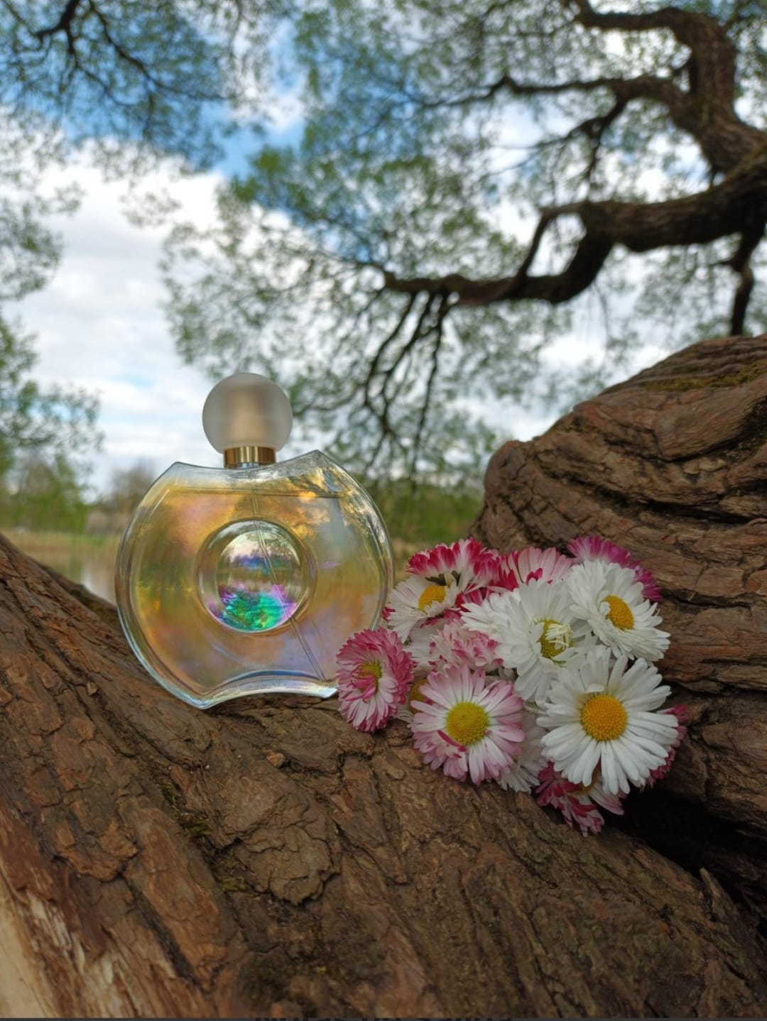 Elizabeth Taylor Forever Elizabeth EDP (M) 100ml - Imagen 2